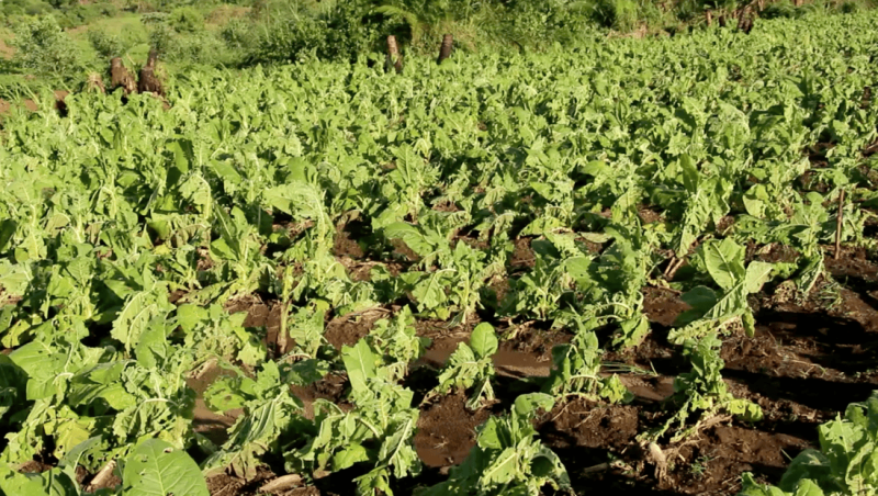 Over 500 Hectares Of Crops Destroyed By Hailstorm In Hoima District
